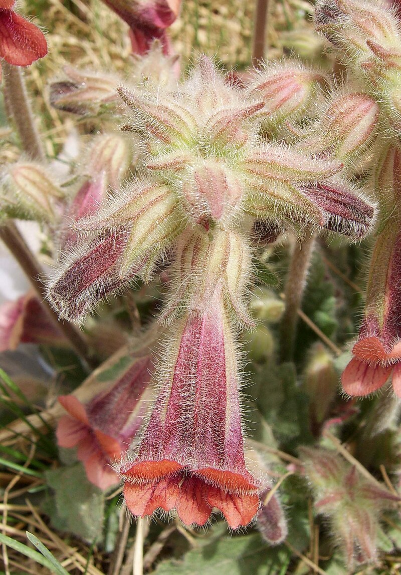 [Rehmannia chingii]